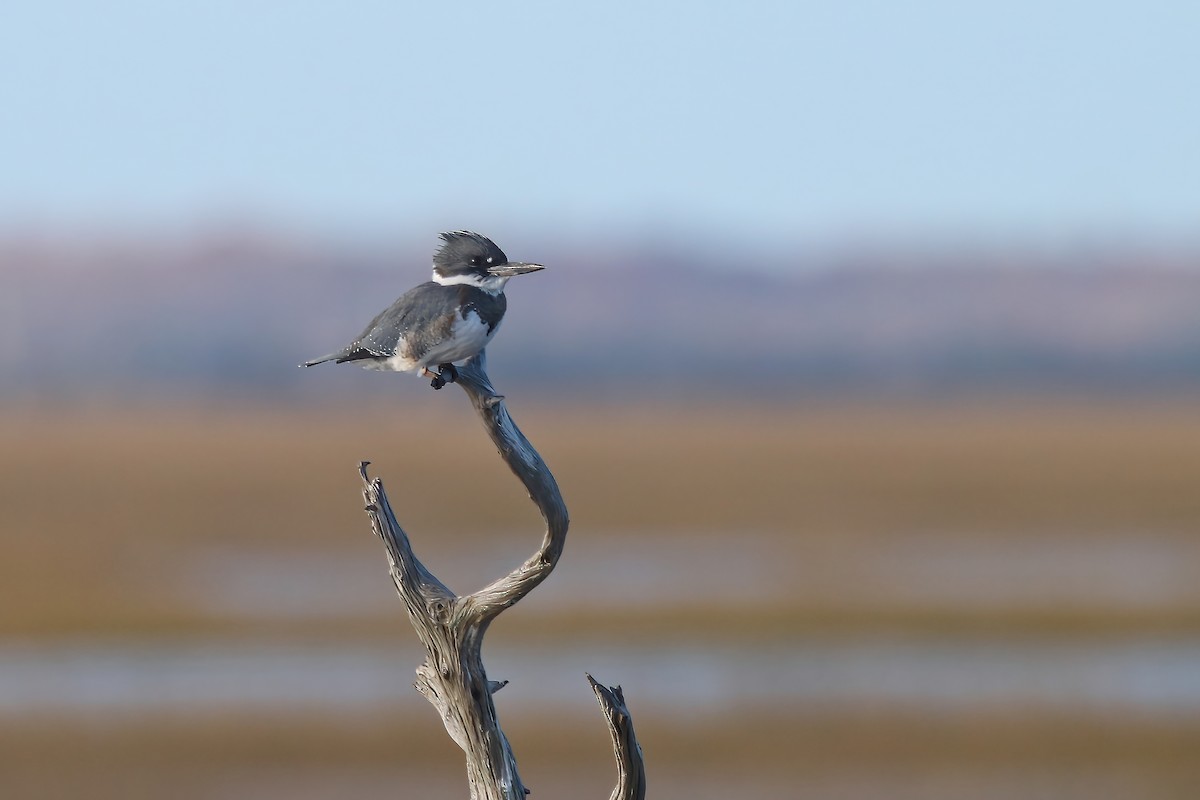 Belted Kingfisher - ML502227431