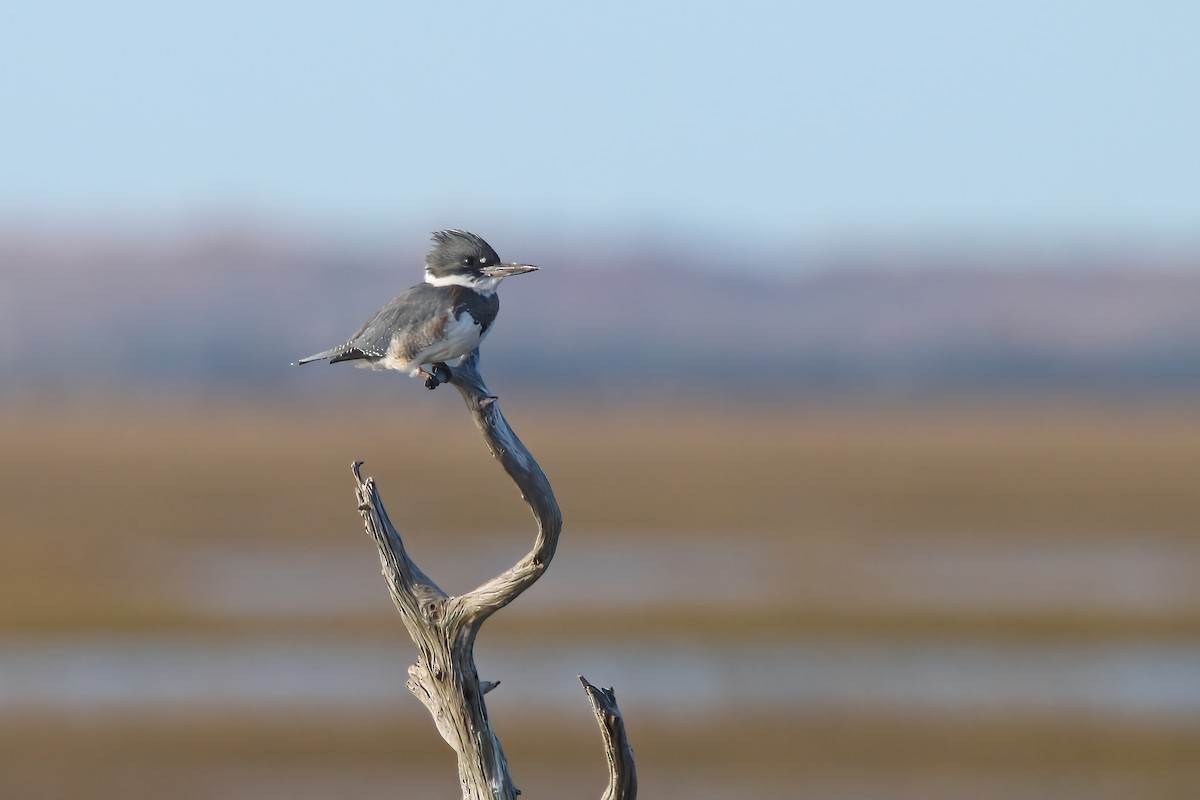Belted Kingfisher - ML502227441