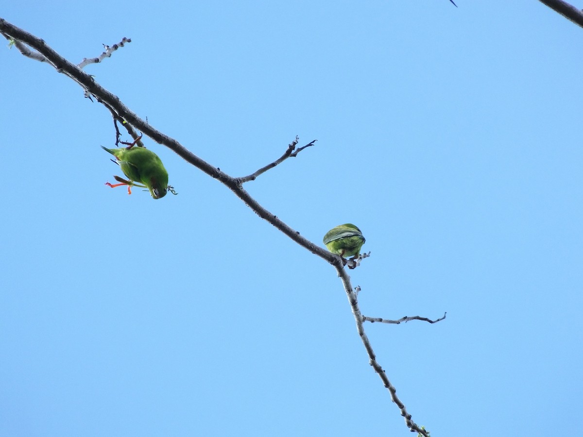Sulawesi Hanging-Parrot - ML502227461