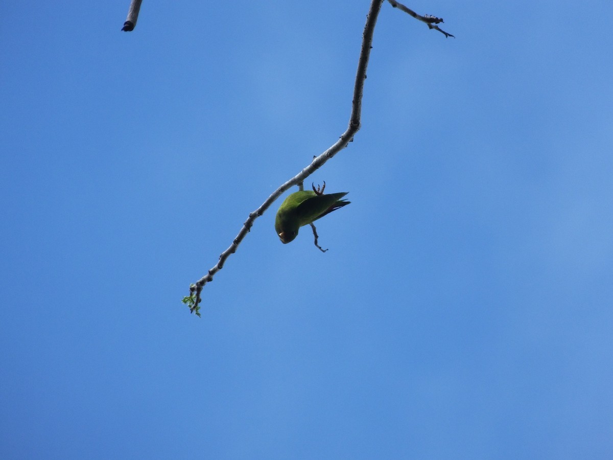 Sulawesi Hanging-Parrot - ML502227481