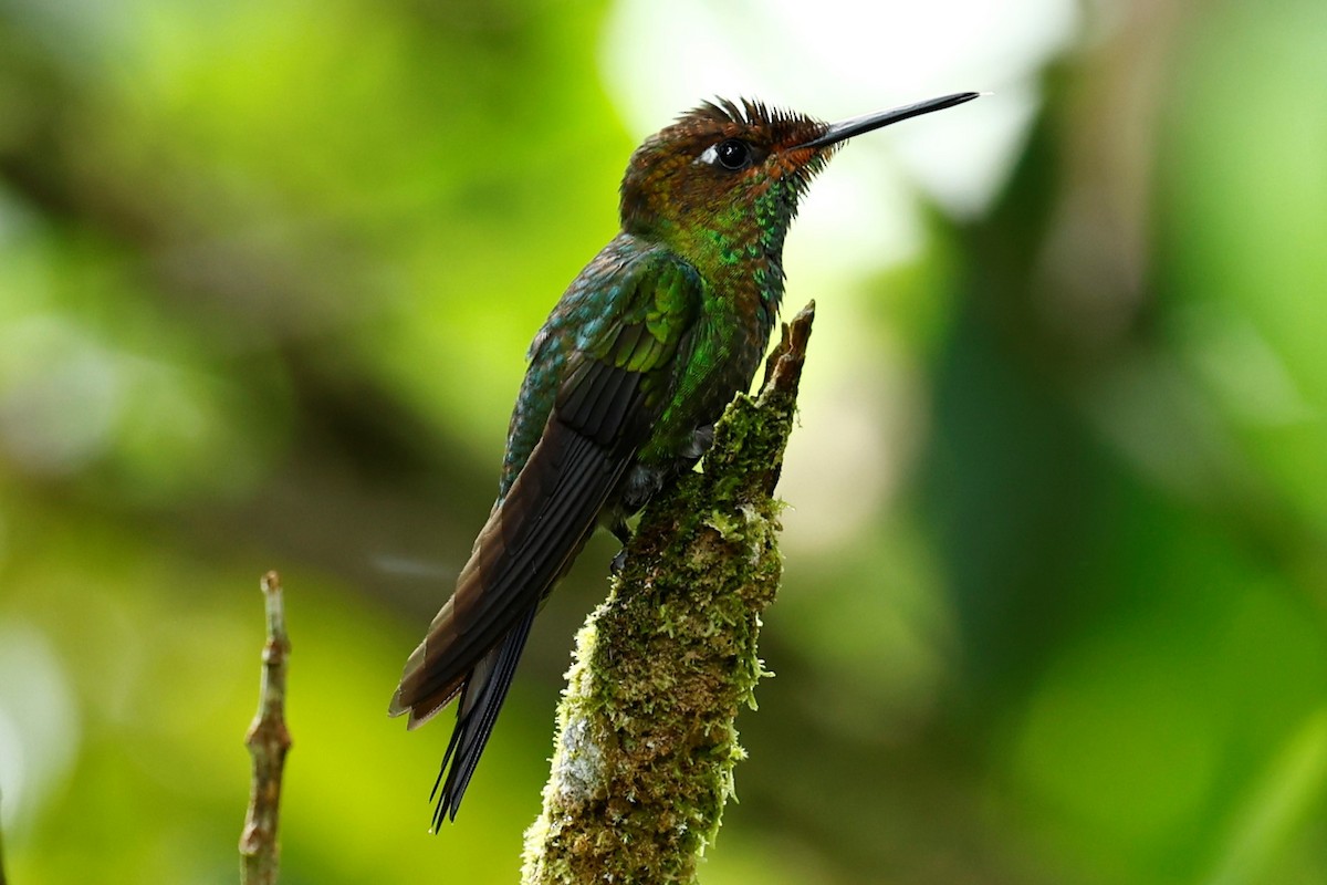 kolibřík fialovočelý - ML502228011