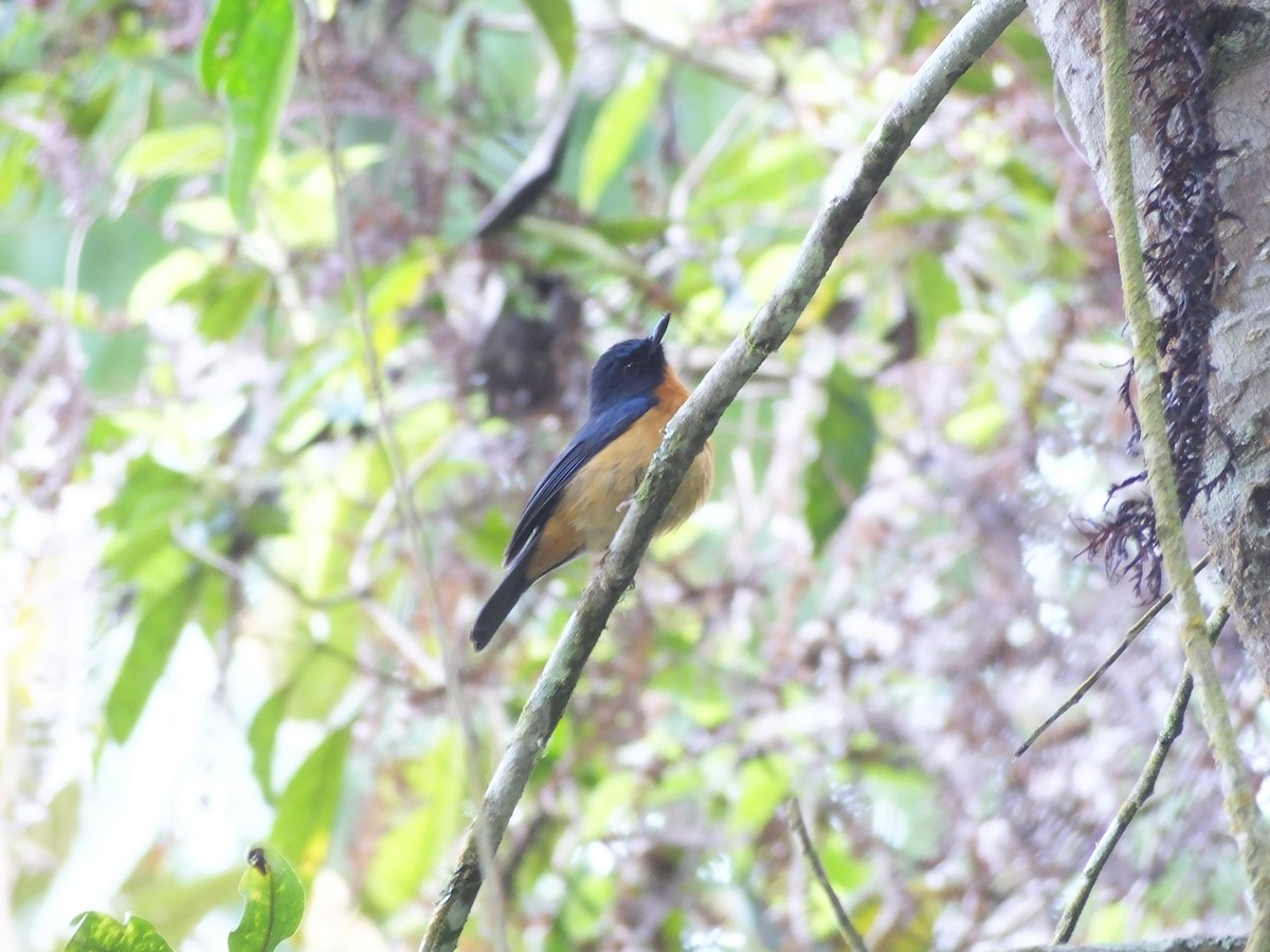 Sulawesi Blue Flycatcher (Sulawesi) - ML502229321