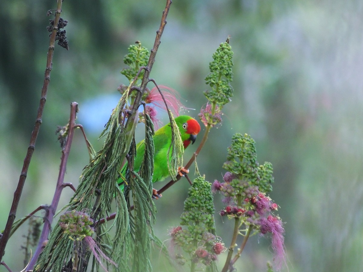Sulawesi Hanging-Parrot - ML502229681