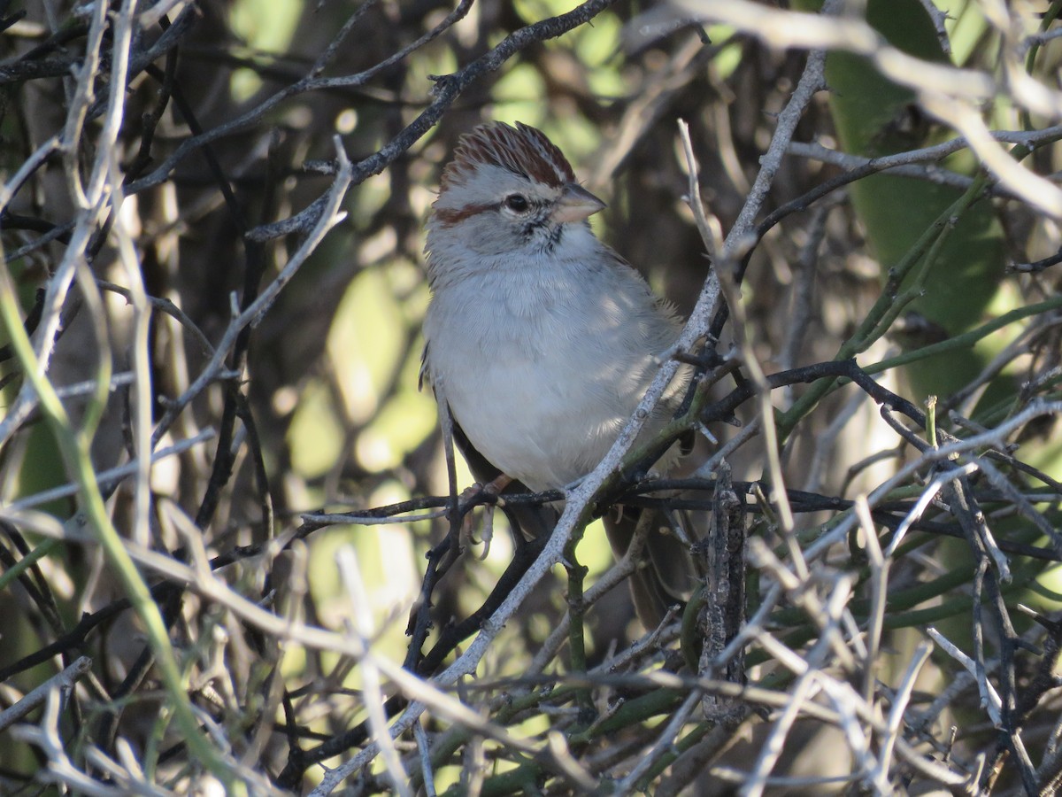 Rufous-winged Sparrow - ML502232461