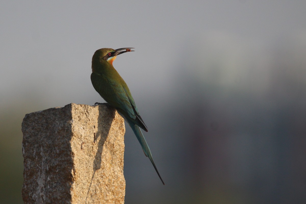 Blue-tailed Bee-eater - ML50223921