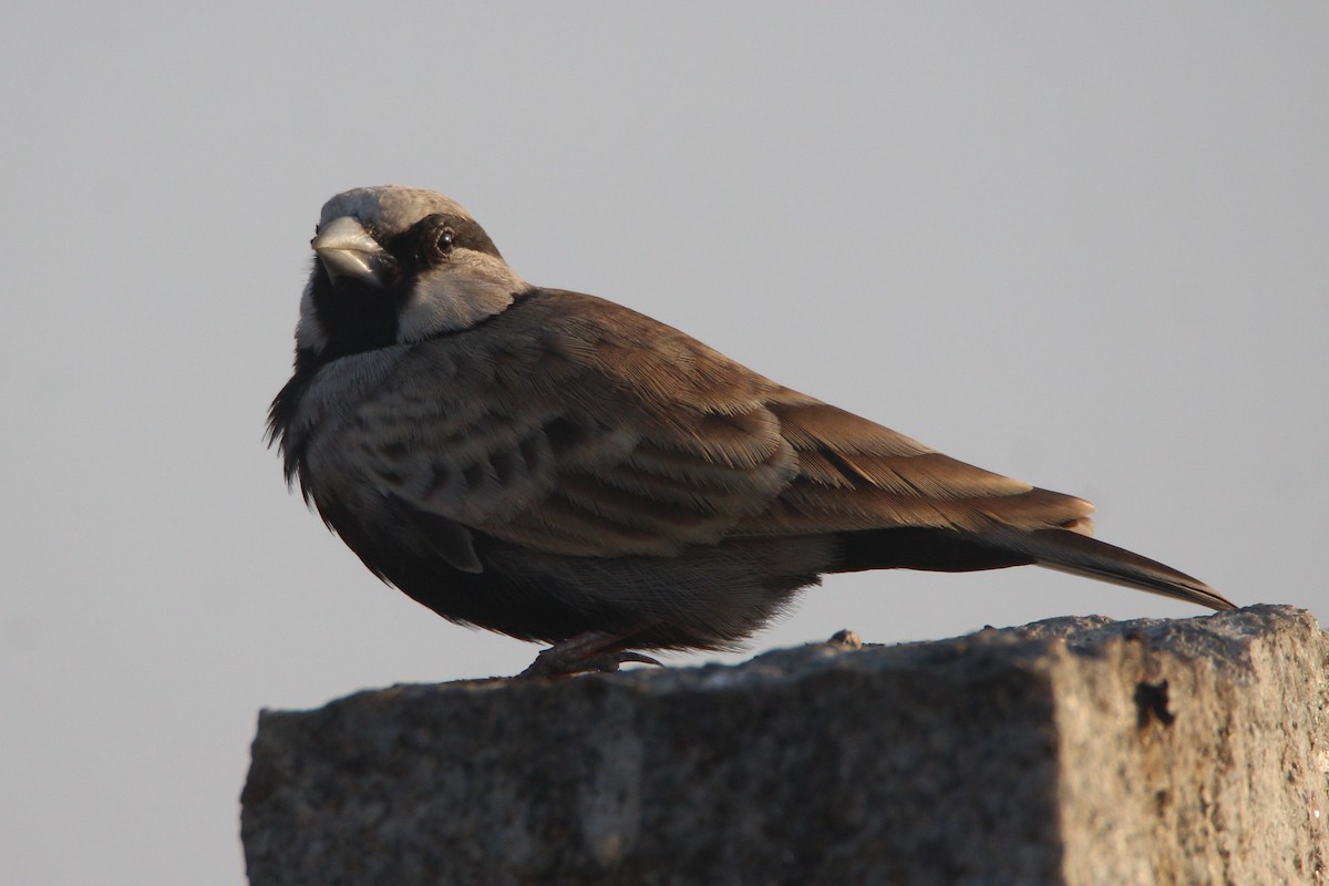 Ashy-crowned Sparrow-Lark - ML50223971
