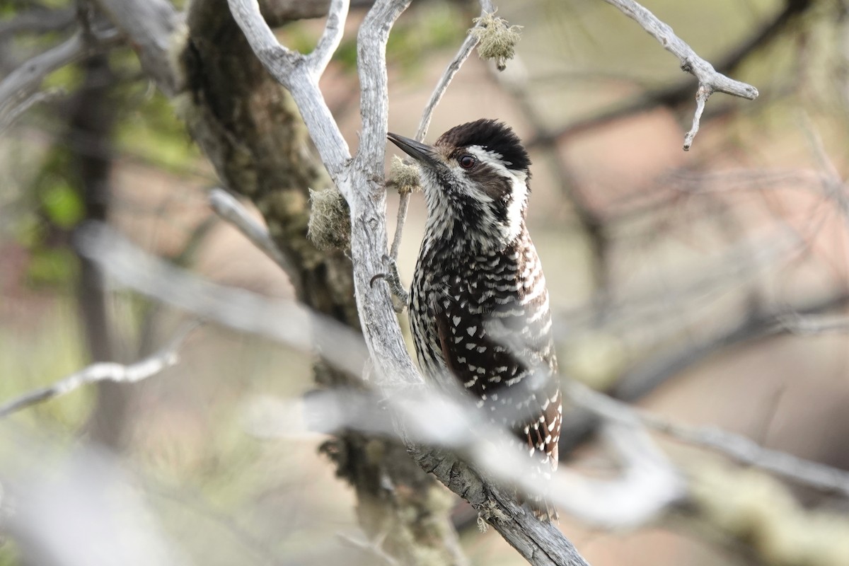 Striped Woodpecker - Dondi Black