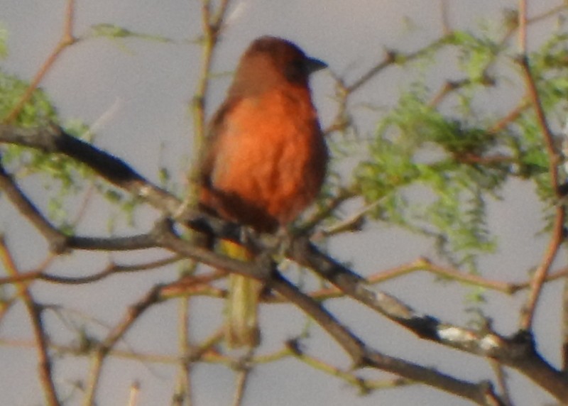 Hepatic Tanager - ML502247111