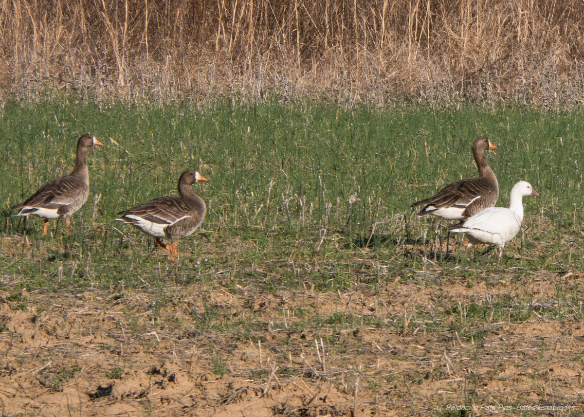 Greater White-fronted Goose (Greenland) - Bates Estabrooks