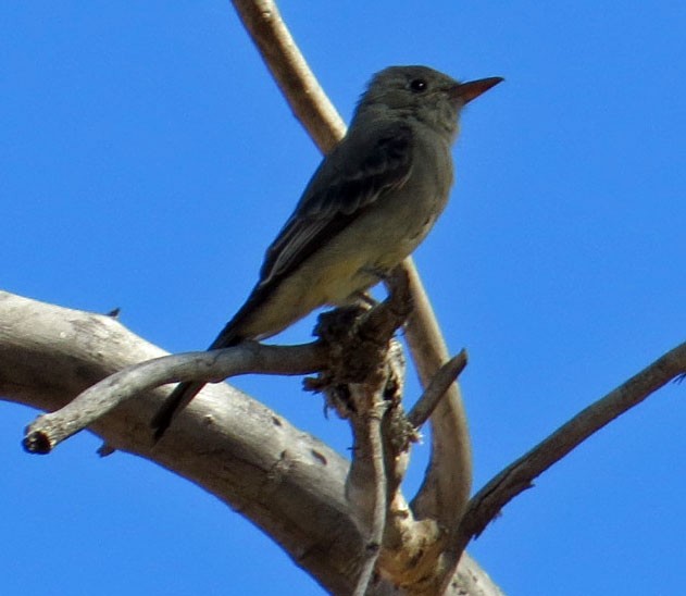 Greater Pewee - ML502251301