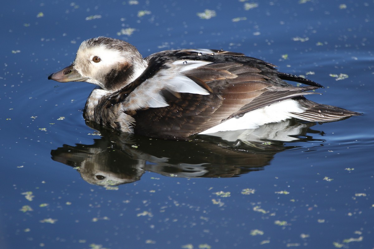Long-tailed Duck - Angie Anderson