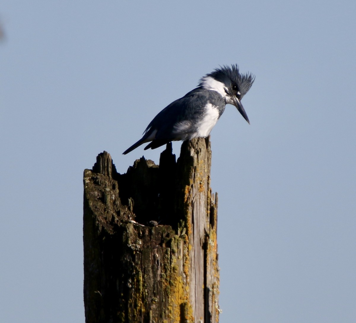Belted Kingfisher - Angie Anderson