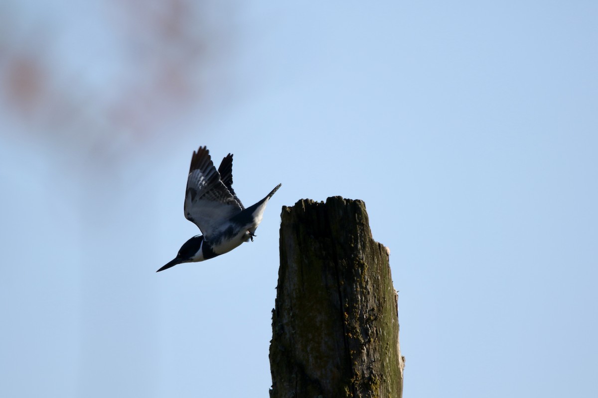 Belted Kingfisher - ML502251731