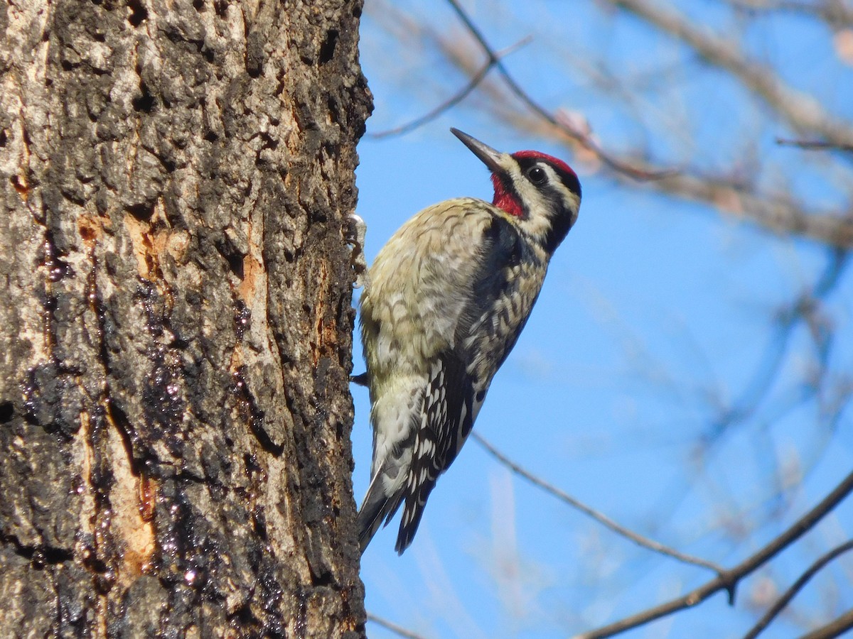 Yellow-bellied Sapsucker - Eric Cormier