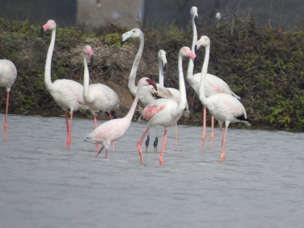 Lesser Flamingo - sakthi manickam