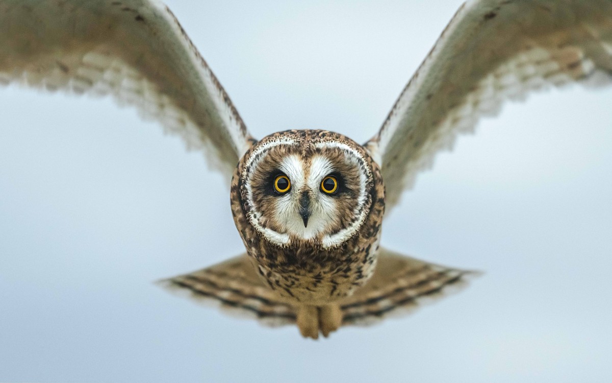 Short-eared Owl - ML502260161