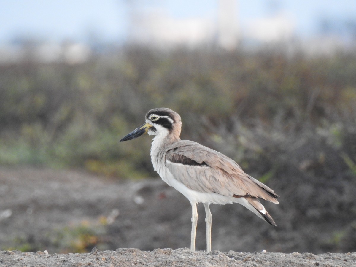 Great Thick-knee - ML50226241