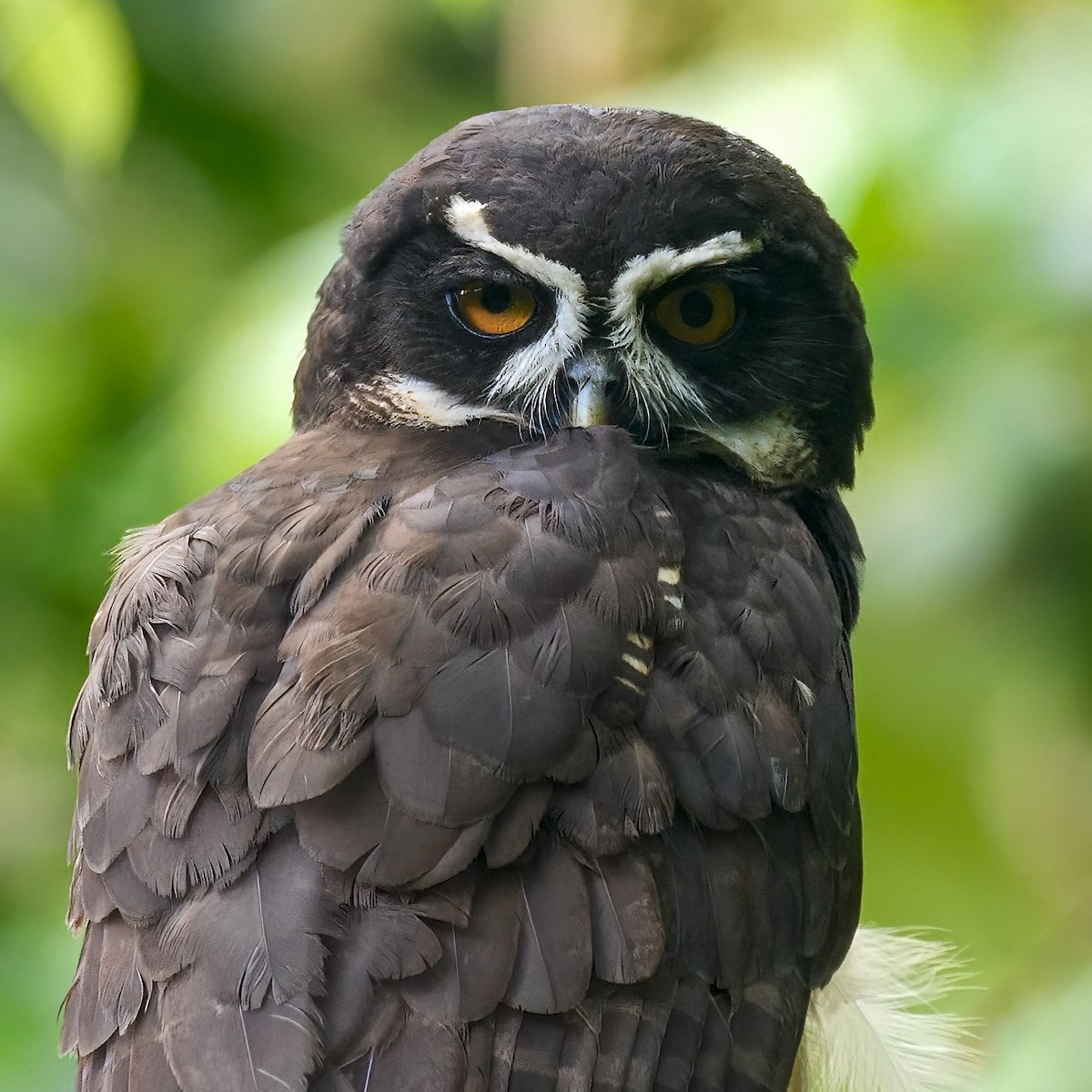 Spectacled Owl - ML502269101