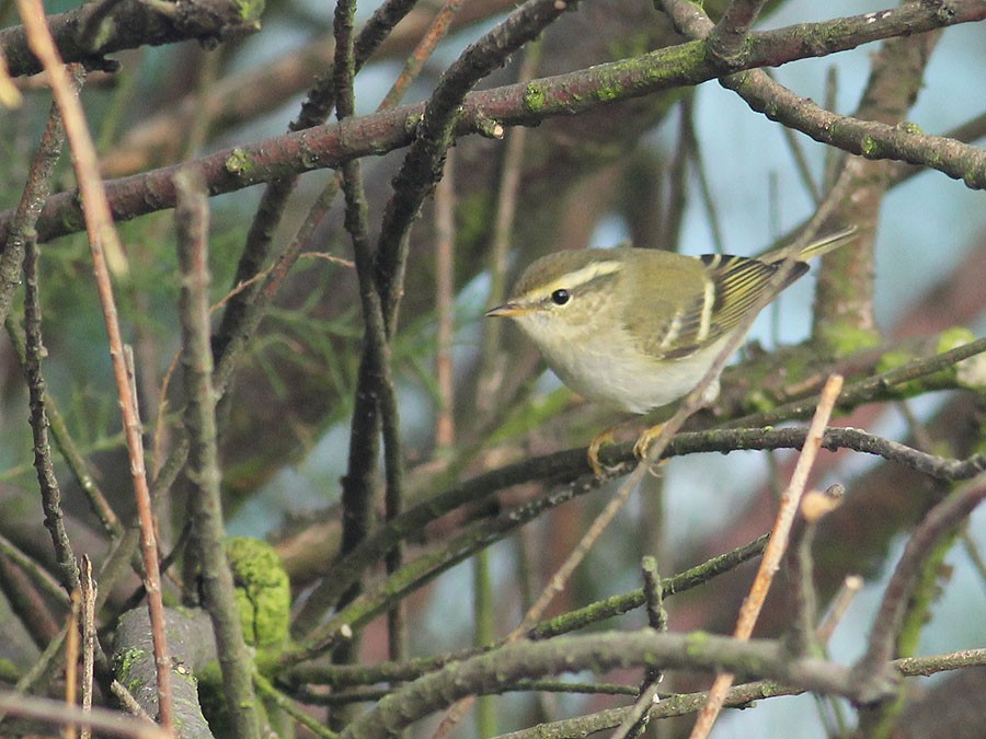 Yellow-browed Warbler - ML50227141