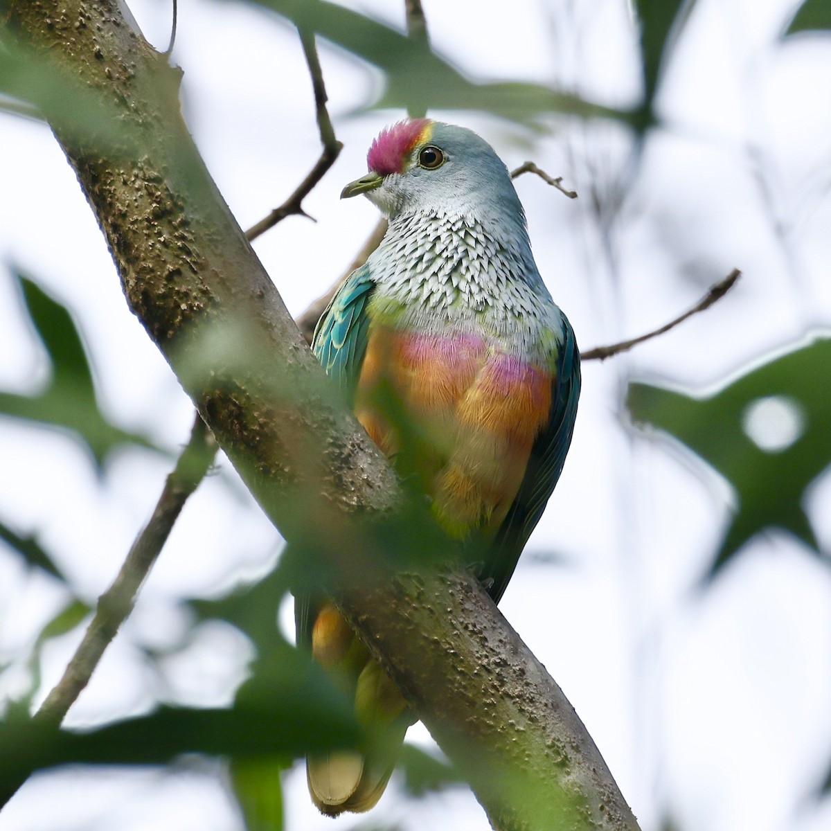 Rose-crowned Fruit-Dove - ML502272801