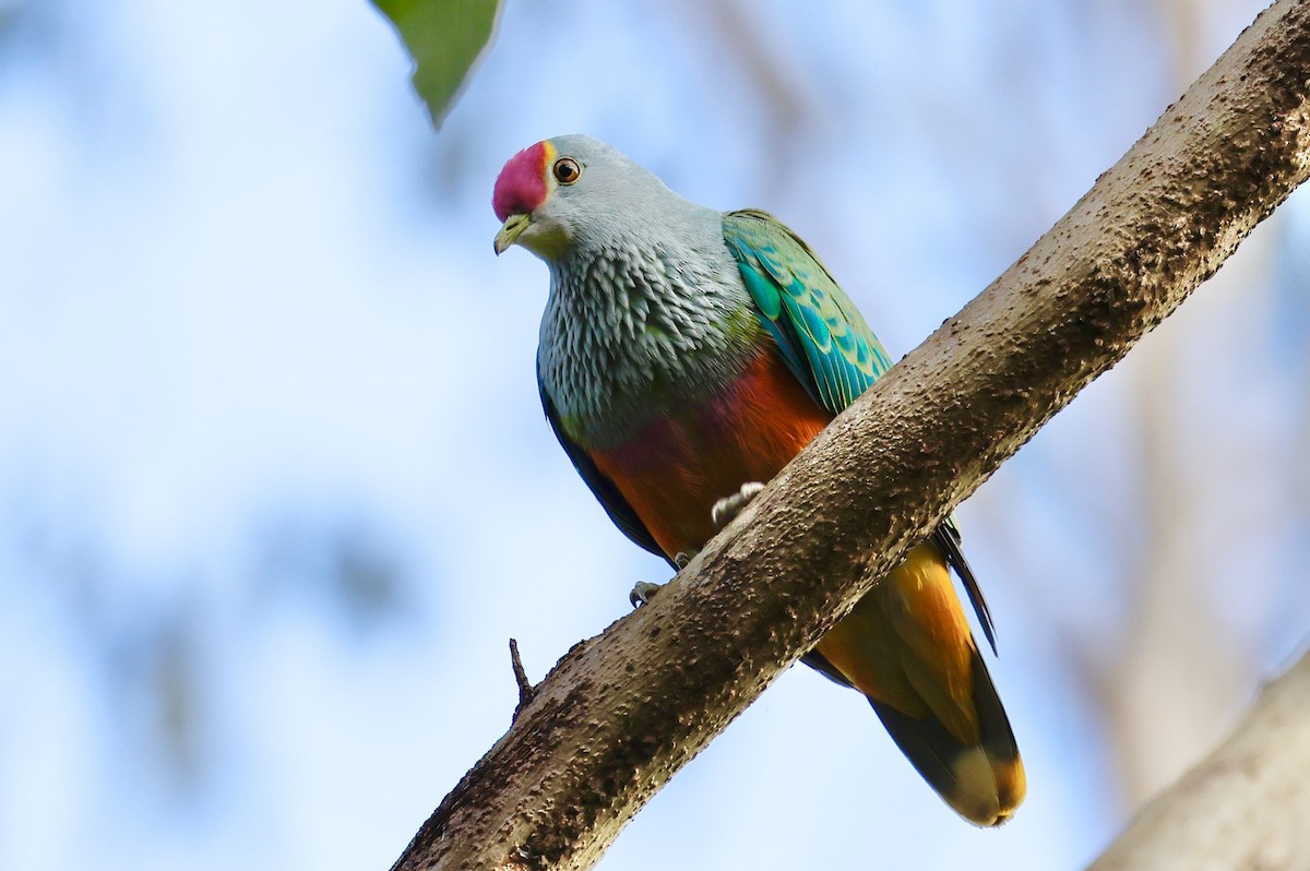 Rose-crowned Fruit-Dove - ML502272811