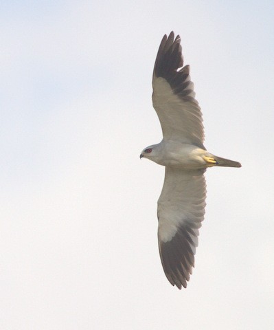 Black-winged Kite - Magnus Grylle