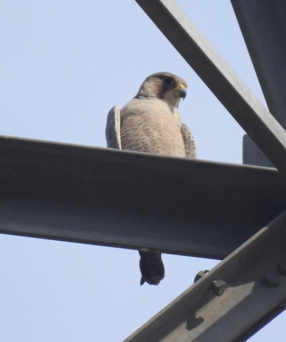 Peregrine Falcon (Red-capped) - ML502292191
