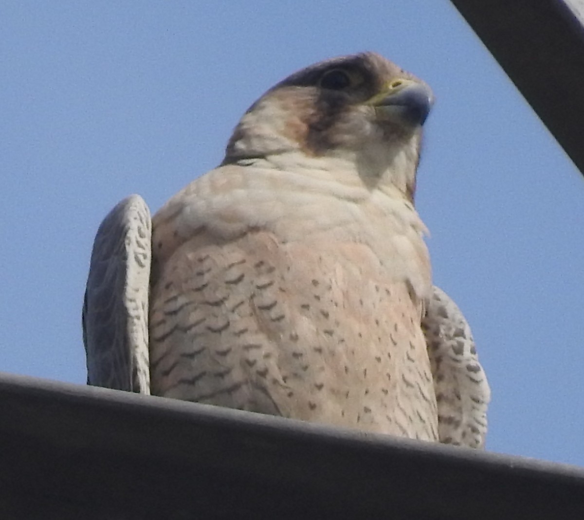 Peregrine Falcon (Red-capped) - ML502292201