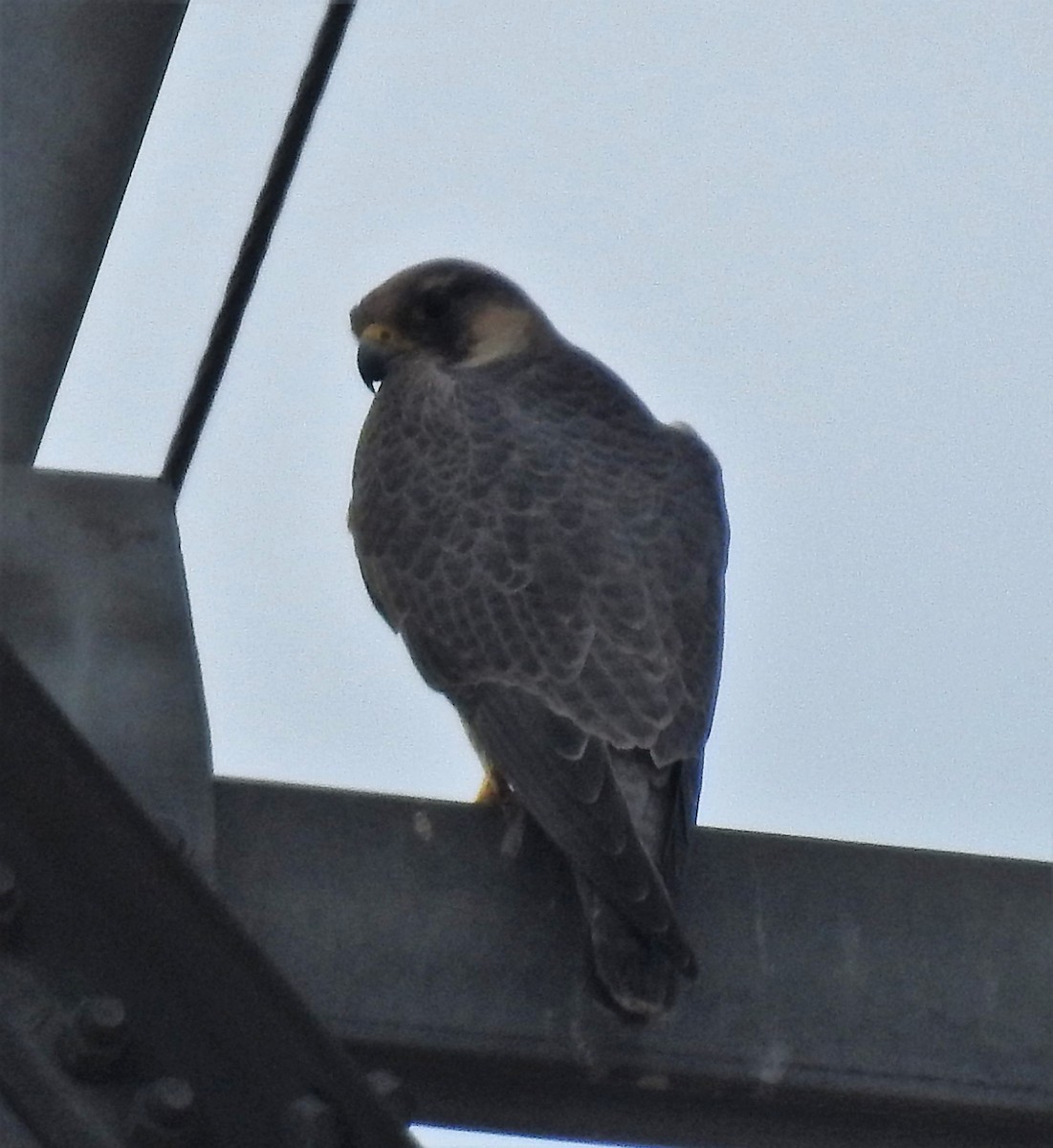 Peregrine Falcon (Red-capped) - ML502292231