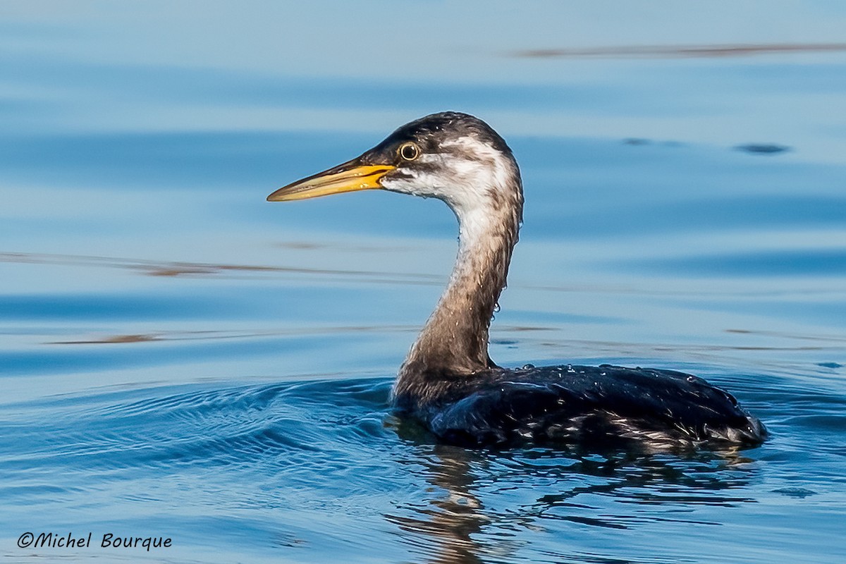 Red-necked Grebe - ML502301631
