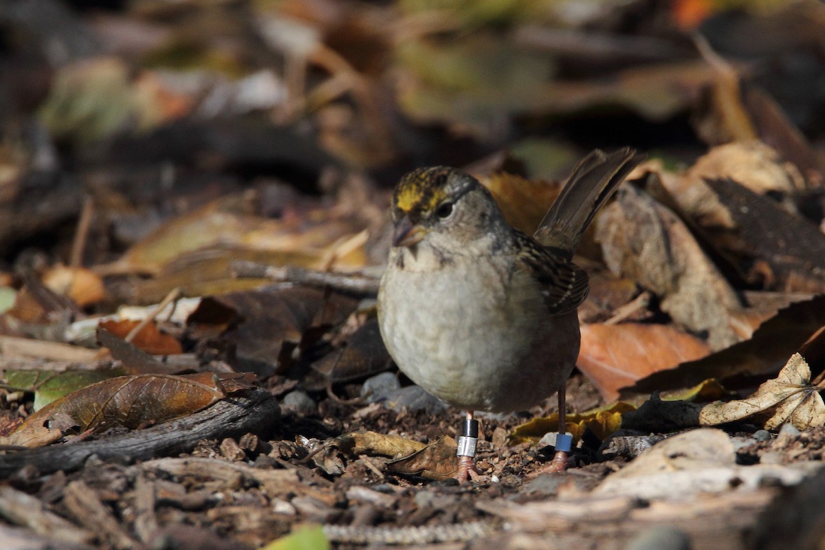 Golden-crowned Sparrow - ML502302361