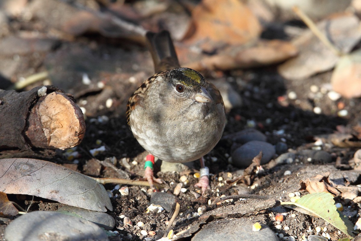 Golden-crowned Sparrow - ML502302391