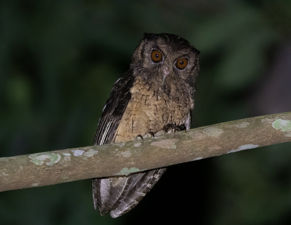 Tawny-bellied Screech-Owl - ML502304371