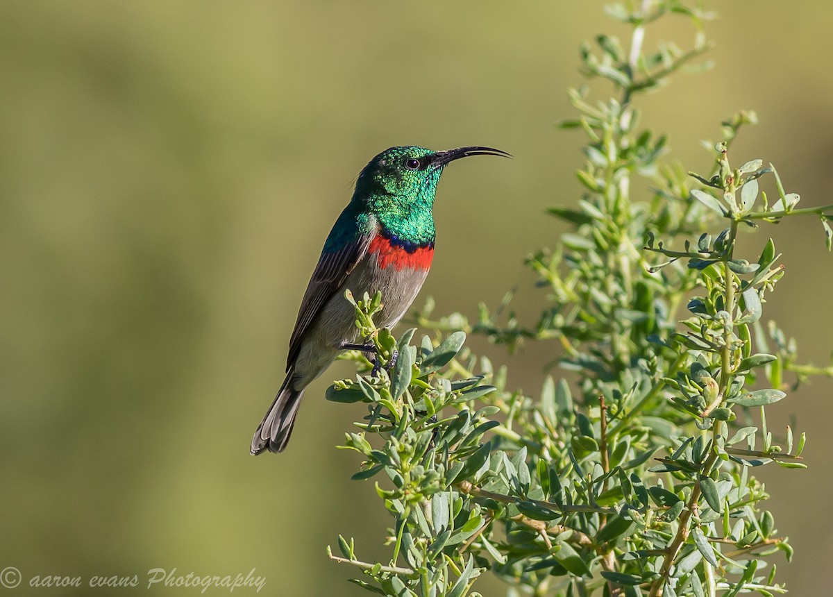 Southern Double-collared Sunbird - ML50230501