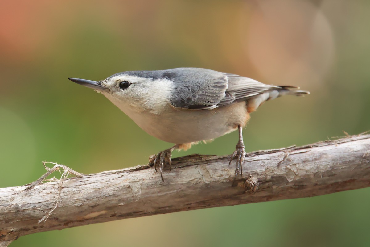 White-breasted Nuthatch (Pacific) - ML502305491
