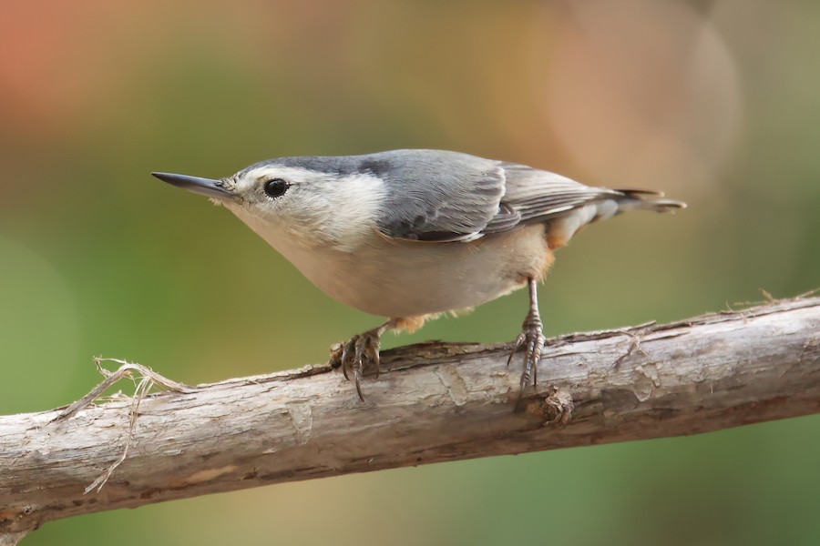 White-breasted Nuthatch (Pacific) - eBird