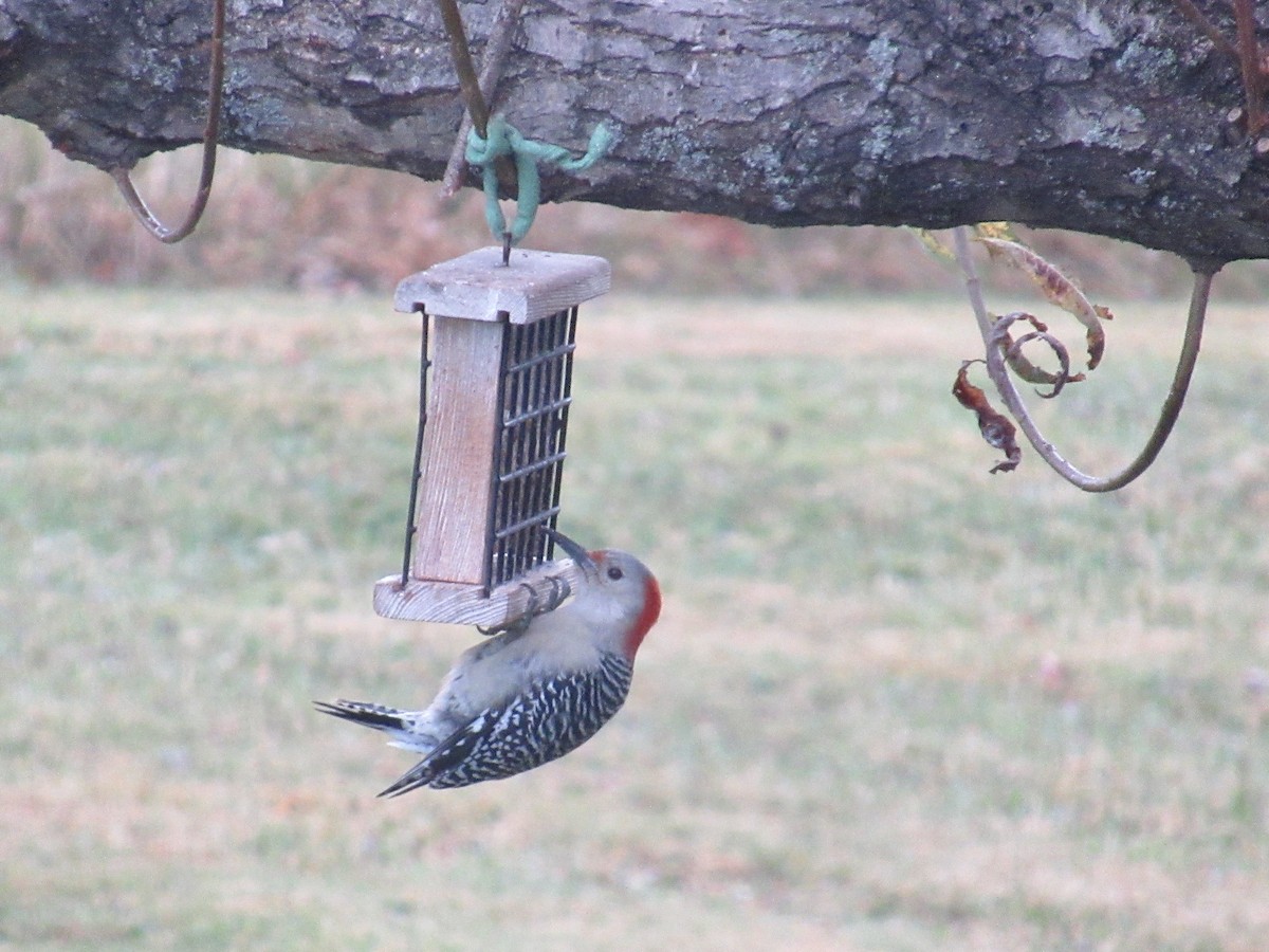 Red-bellied Woodpecker - ML502306761