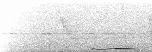 holub panamský - ML50230961