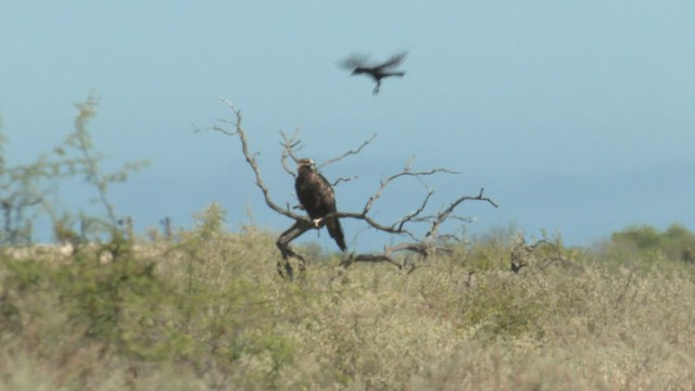 Wedge-tailed Eagle - ML502310831