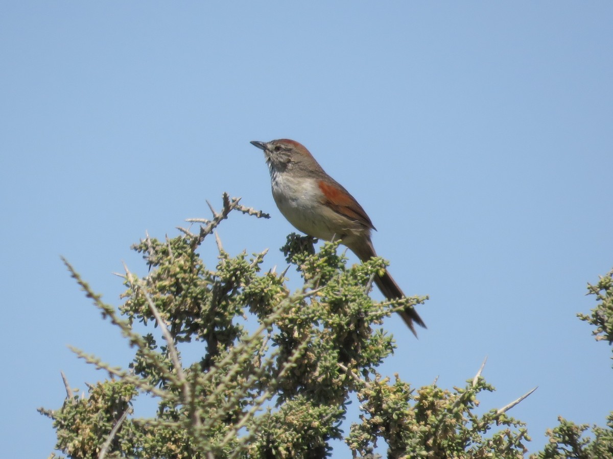 Pale-breasted Spinetail - ML502312581