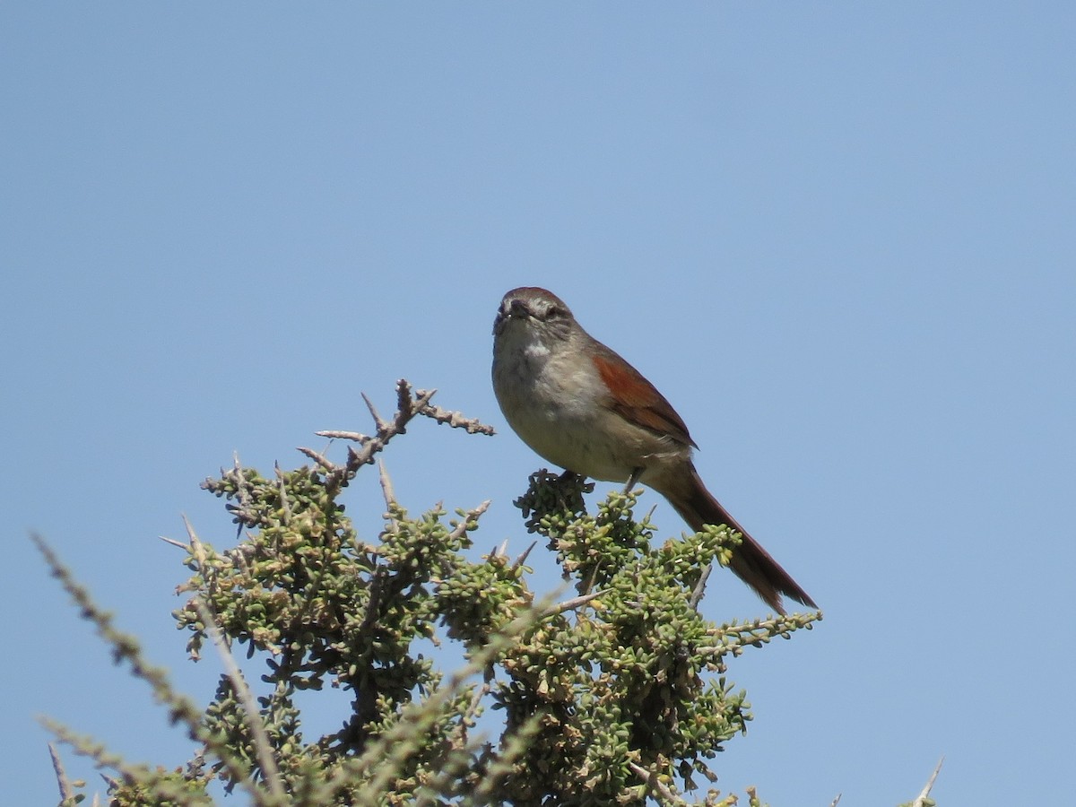 Pale-breasted Spinetail - ML502312591