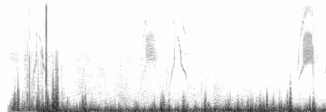 Weißbauch-Dickichtschlüpfer - ML502312831