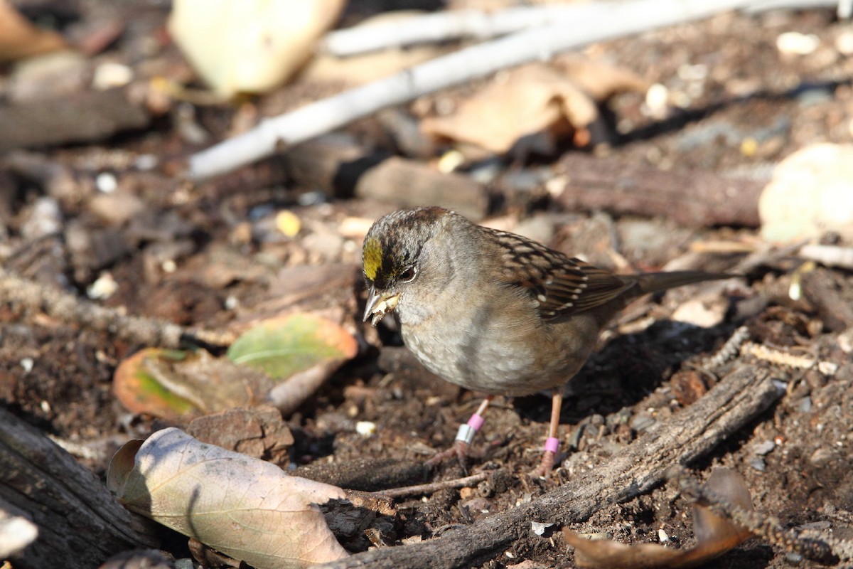 Golden-crowned Sparrow - ML502312841