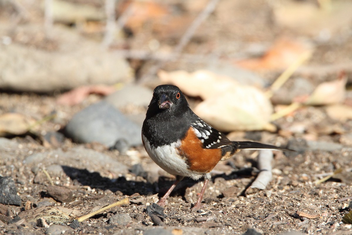 Spotted Towhee - ML502312861
