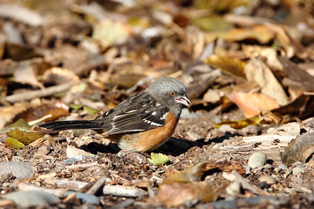 Spotted Towhee - ML502312871