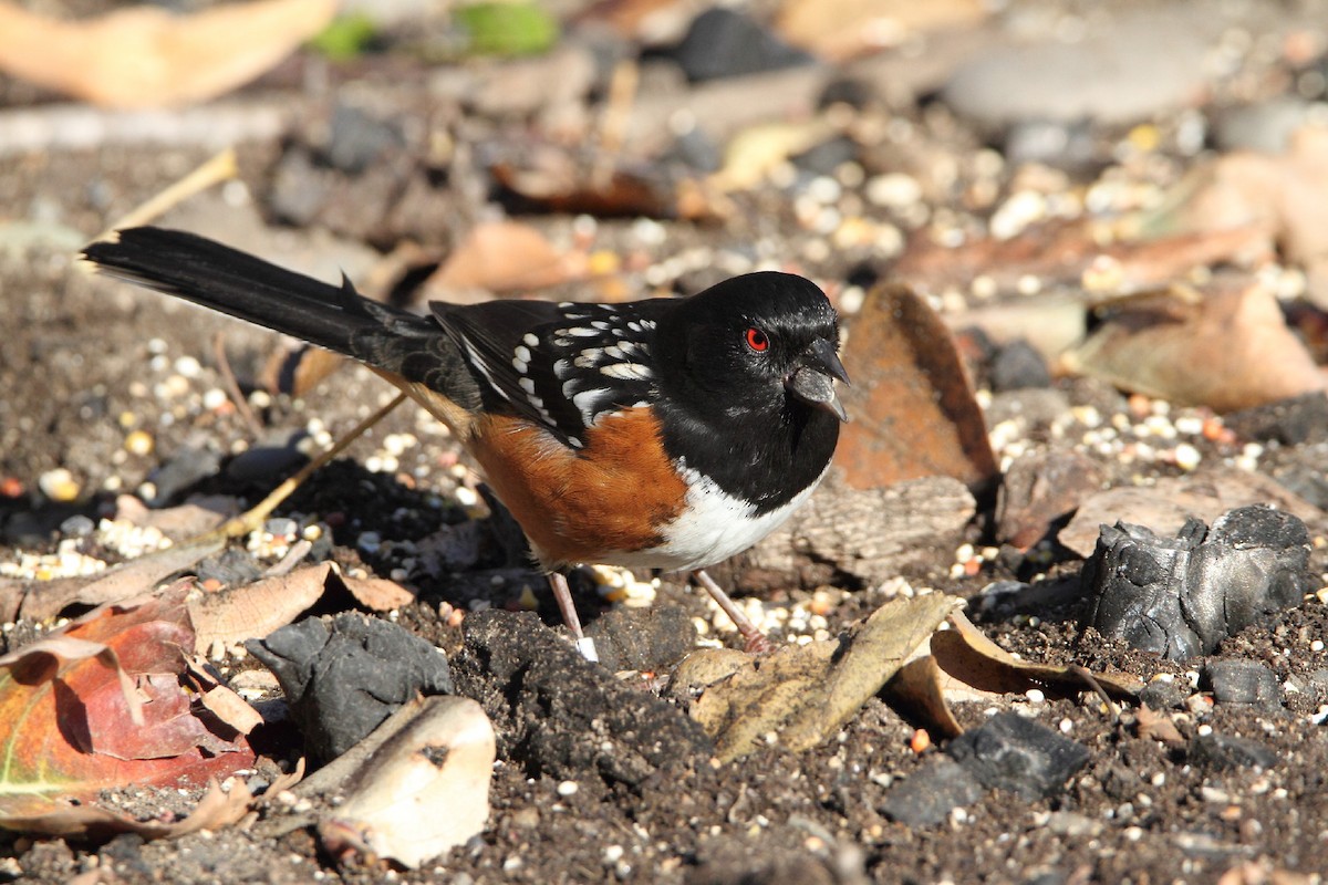 Spotted Towhee - ML502312881