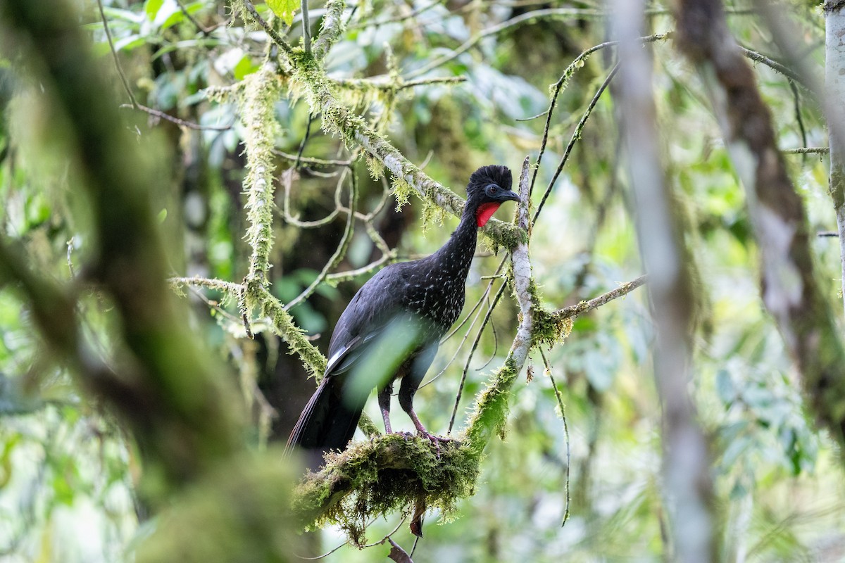 Crested Guan - ML502314551