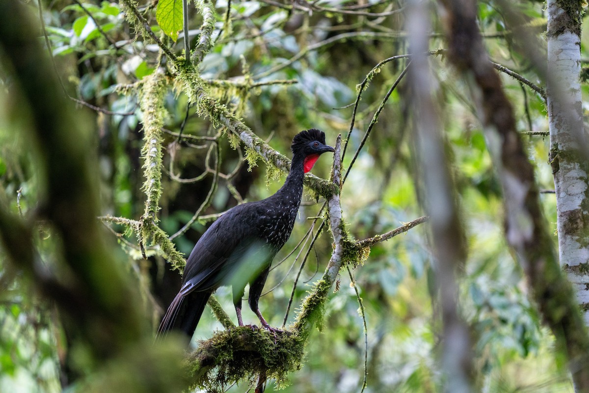 Crested Guan - ML502314561
