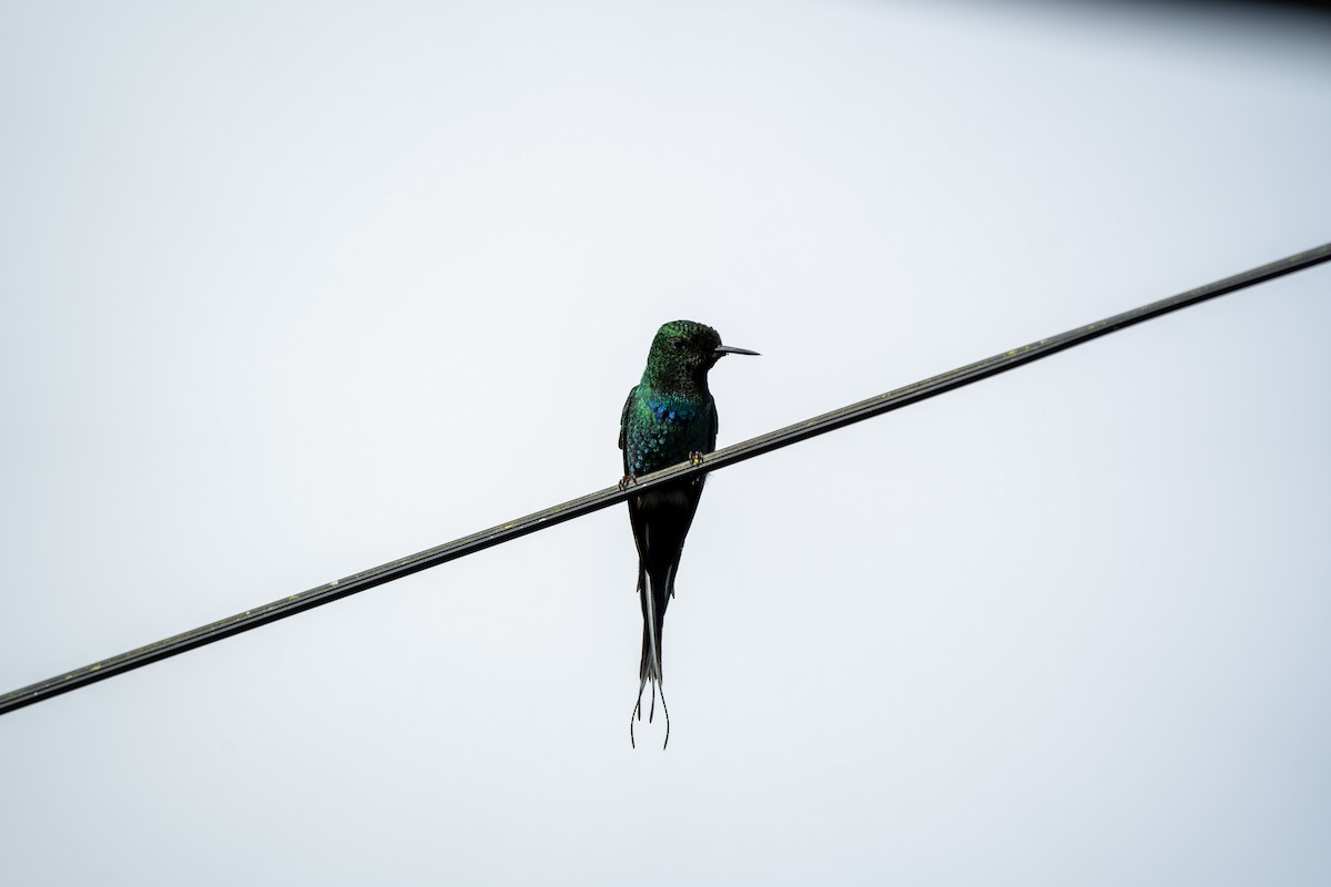 kolibřík trnoocasý - ML502315061