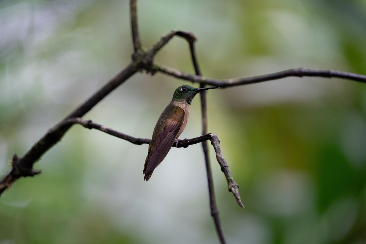 kolibřík hnědobřichý - ML502315281